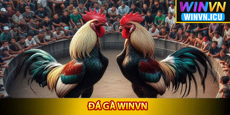 Đá Gà Winvn – Địa Điểm Quy Tụ Những Chiến Kê Đẳng Cấp 2 Tổng quát kiến thức chung về đá gà Winvn