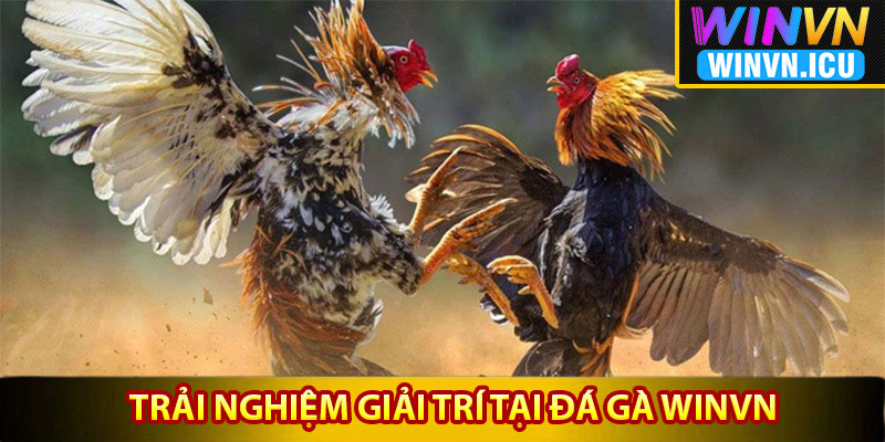 Đá Gà Winvn – Địa Điểm Quy Tụ Những Chiến Kê Đẳng Cấp 4 Điểm nổi bật khi trải nghiệm giải trí tại đá gà Winvn
