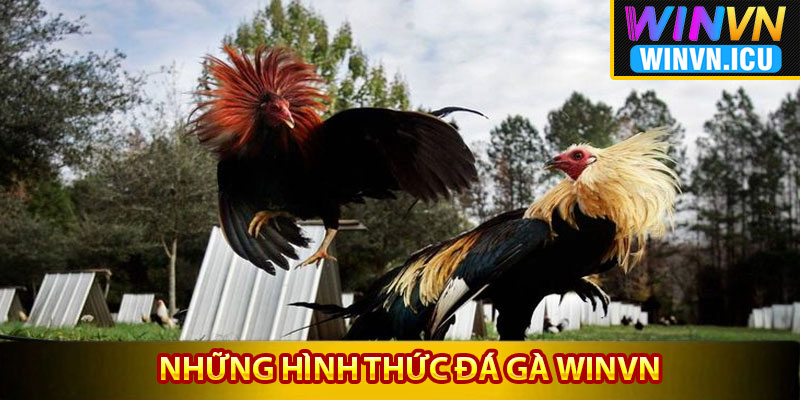 Đá Gà Winvn – Địa Điểm Quy Tụ Những Chiến Kê Đẳng Cấp 3 Những hình thức đá gà Winvn ưa chuộng nhất